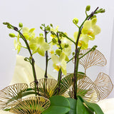 Small Orchid Arrangement