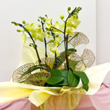 Small Orchid Arrangement