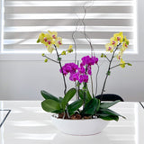 orchid, orchid delivery Richmond, Richmond orchid store, best orchid arrangement, plants