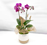 orchid, orchid delivery Richmond, Richmond orchid store, best orchid arrangement, plants