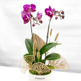 Small Orchid Arrangement