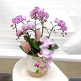 orchid, orchid delivery Richmond, Richmond orchid store, best orchid arrangement, plants