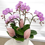 Small Orchid Arrangement