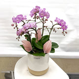 Small Orchid Arrangement