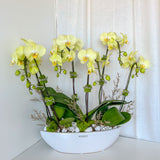 orchid, orchid delivery Richmond, Richmond orchid store, best orchid arrangement, plants