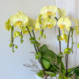 Tall Orchid Arrangement