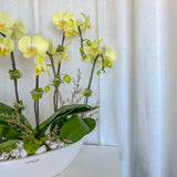 Tall Orchid Arrangement