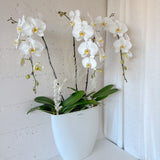 Tall Vase Potted Orchid Plant