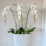 Tall Vase Potted Orchid Plant