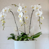 Tall Vase Potted Orchid Plant