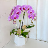 orchid, orchid delivery Richmond, Richmond orchid store, best orchid arrangement, plants