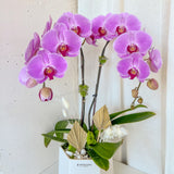 Tall Orchid Arrangement