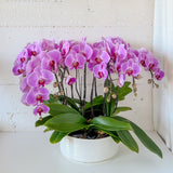 orchid, orchid delivery Richmond, Richmond orchid store, best orchid arrangement, plants