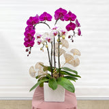 orchid, orchid delivery Richmond, Richmond orchid store, best orchid arrangement, plants