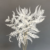 Mini Fern - White (Joyce ONLY)